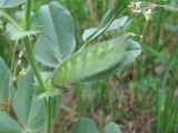 Vicia narbonensis