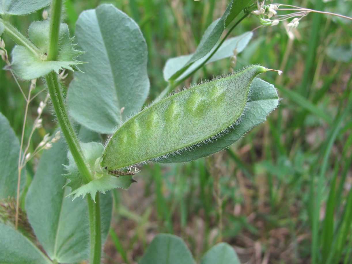 Изображение особи Vicia narbonensis.