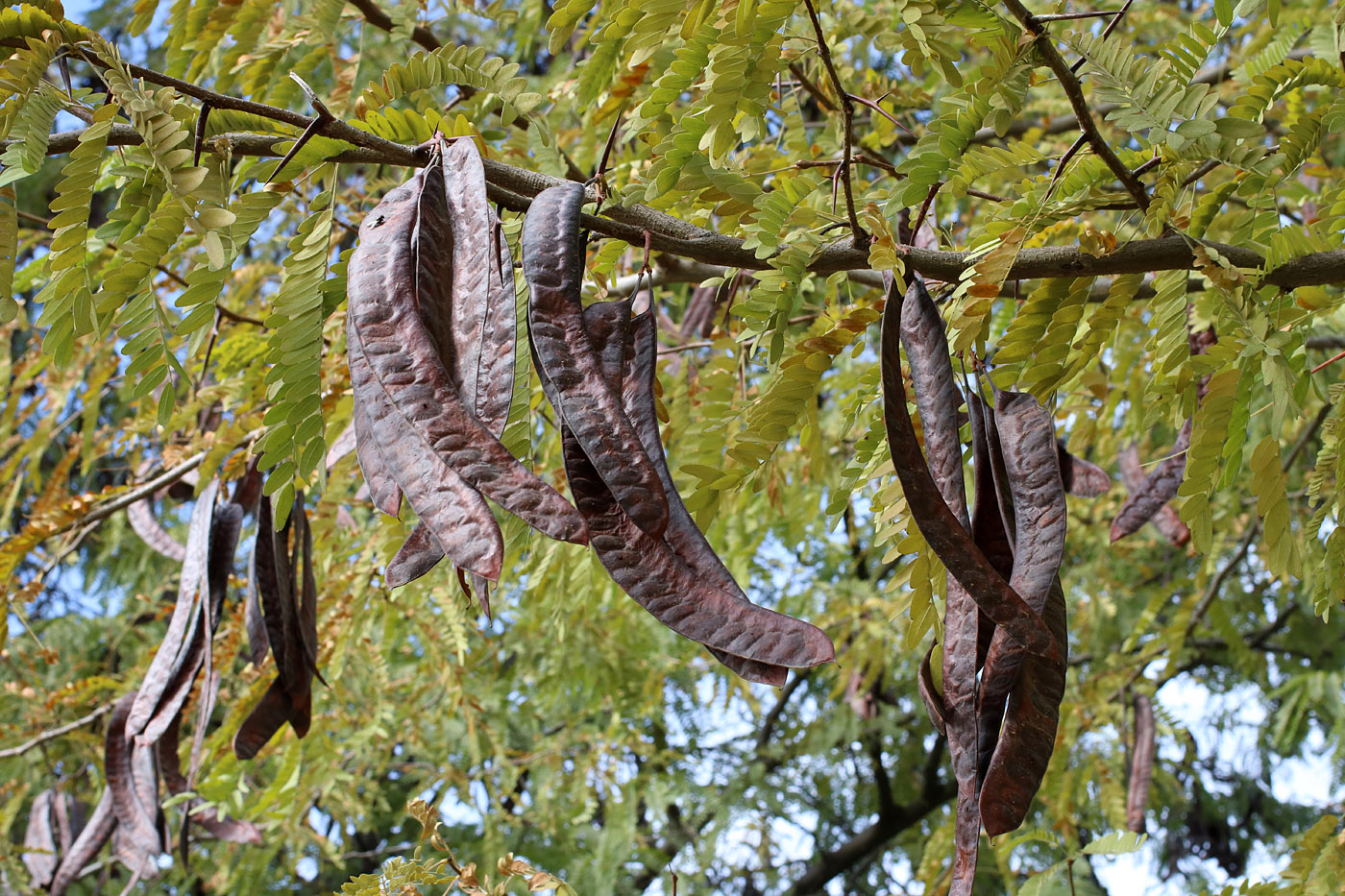 Image of Gleditsia triacanthos specimen.