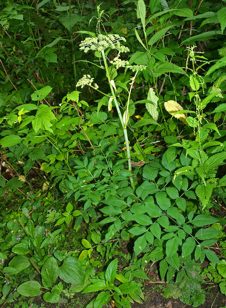 Изображение особи Angelica sylvestris.