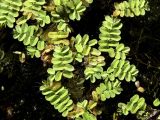 Salvinia natans