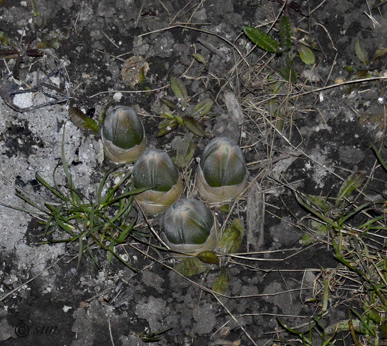 Изображение особи Eremurus robustus.