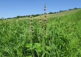 Phlomoides tuberosa