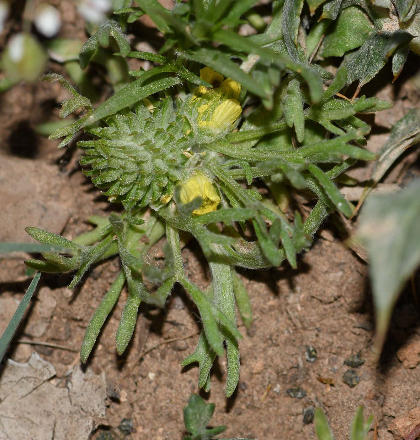 Изображение особи Ceratocephala falcata.