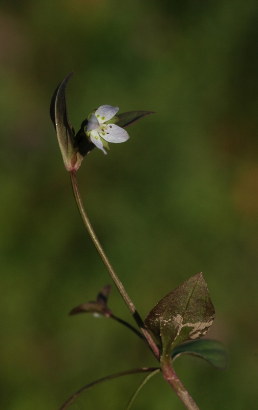 Изображение особи Anagallidium dichotomum.