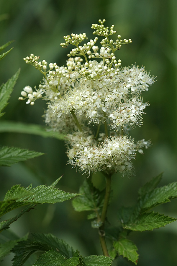 Изображение особи Filipendula ulmaria ssp. denudata.