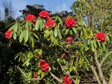 Rhododendron arboreum