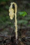 Hypopitys monotropa