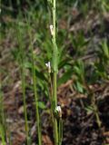 Arabis sagittata. Часть цветущего побега. Магаданская обл., окр. г. Магадан, побережье бухты Нагаева, возле тропы в разреженном ольховнике. 16.06.2020.