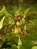 Cypripedium calceolus. Верхушка цветущего растения. Вологодская обл., Вытегорский р-н., заказник \"Атлека\", на заболоченном берегу руч. Белый. 17.06.2006.