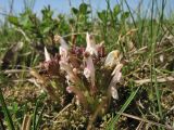 Pedicularis sylvatica