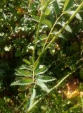 Sanguisorba officinalis