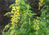 Laburnum anagyroides. Верхушка веточки с соцветиями. Краснодарский край, г. Сочи, парк \"Дендрарий\", рядом с Японским садом, в культуре. 11.05.2021.