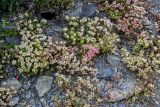 Sedum oppositifolium