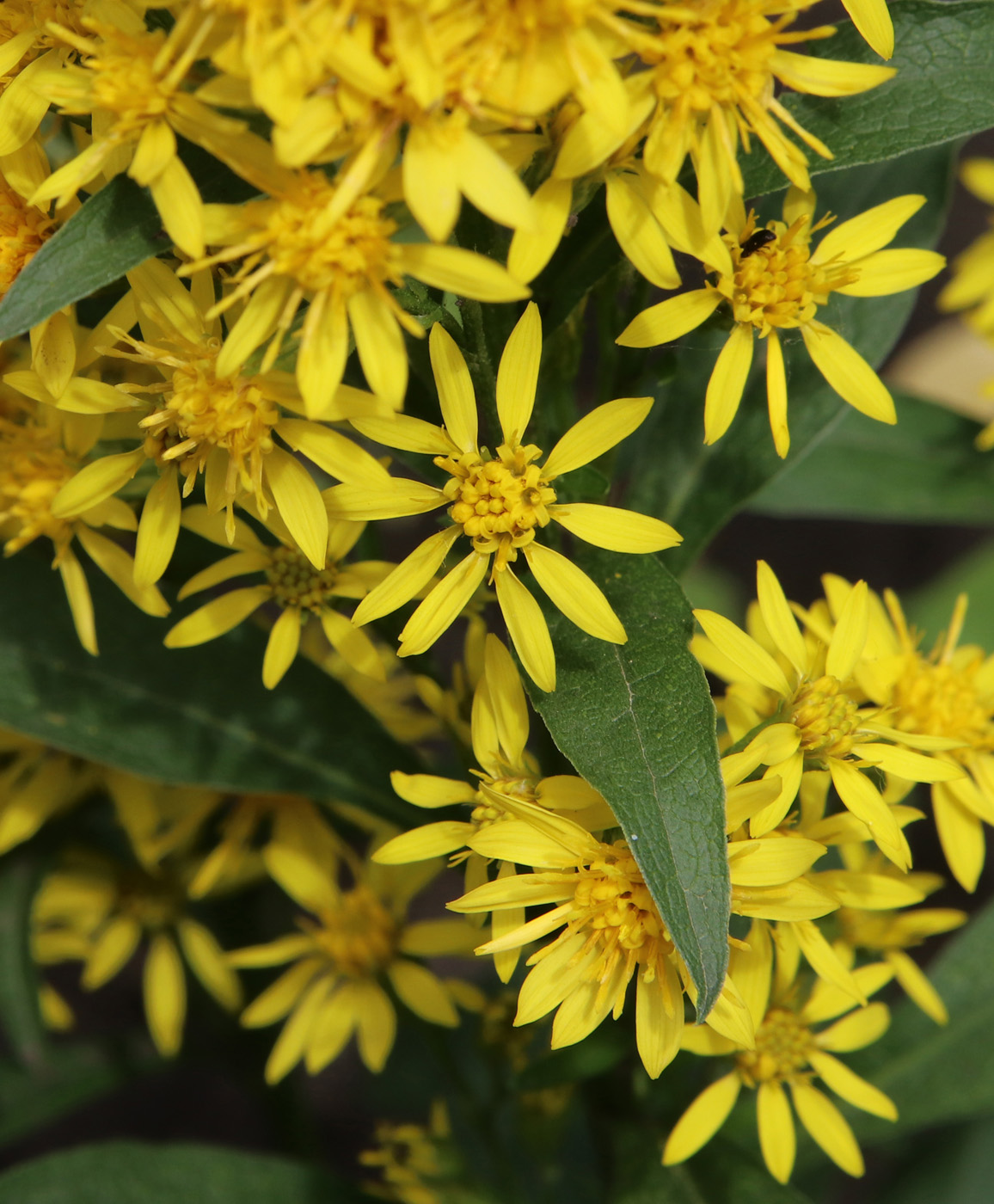 Изображение особи Solidago virgaurea ssp. lapponica.