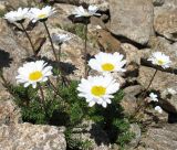 Tripleurospermum caucasicum