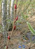 Salix cinerea