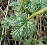 Humulus lupulus. Часть побега с молодым листом. Чувашия, окр. г. Шумерля, Кумашкинский заказник, Соколова поляна. 14 мая 2007 г.