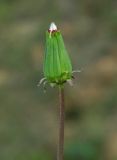 Taraxacum karatavicum. Соцветие. Казахстан, Кызылординская обл., Жанакорганский р-н, низкогорья хр. Каратау у пос. Кайнарбулак. 28.04.2011.