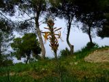 Asphodeline lutea