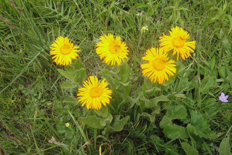 Изображение особи Inula orientalis.