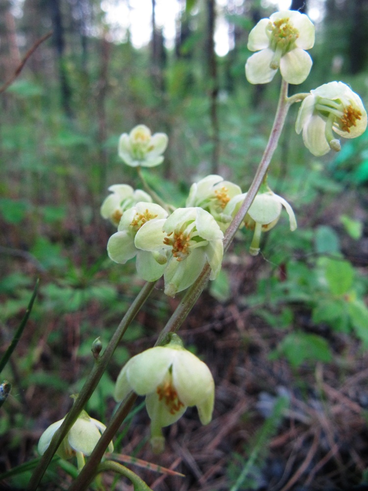 Изображение особи Pyrola chlorantha.