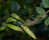 Tecomaria capensis