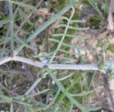 Astragalus sanctus