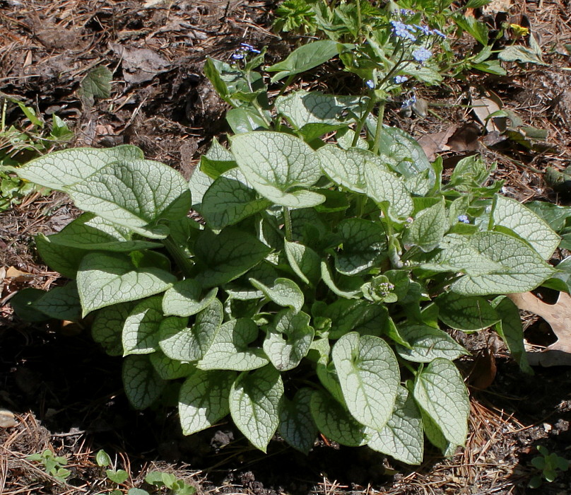 Изображение особи Brunnera macrophylla.