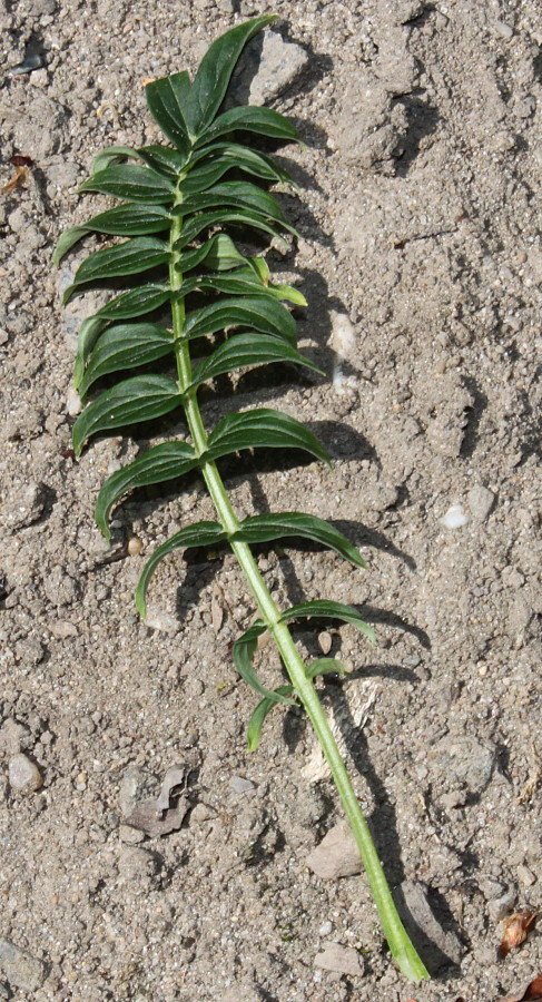 Изображение особи Polemonium caeruleum var. himalayanum.