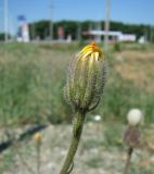 Crepis foetida. Соцветие. Север Краснодарского края, станица Кущёвская, обочина объездной дороги. 25.06.2009.