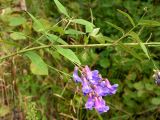 Vicia pseudorobus