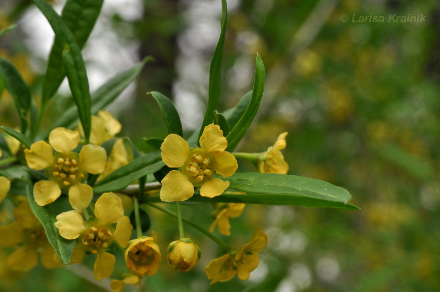 Изображение особи Prinsepia sinensis.