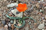 Tulipa разновидность korolkowioides