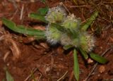 Plantago cretica