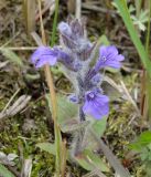 Ajuga multiflora. Цветущее растение. Приморский край, окрестности г. Уссурийска. 18.05.2008.