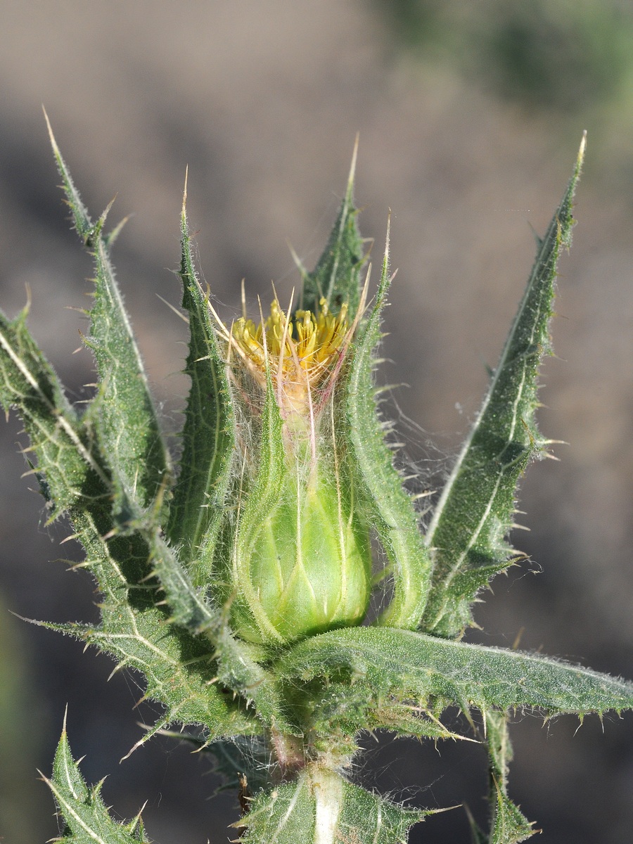 Изображение особи Centaurea benedicta.