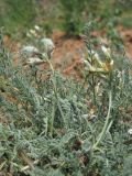 Astragalus reduncus. Цветущее и плодоносящее растение. Западный Крым, южный берег оз. Кызыл-Яр. 18 мая 2015 г.