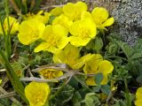 Potentilla acaulis