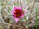 Pulsatilla turczaninovii