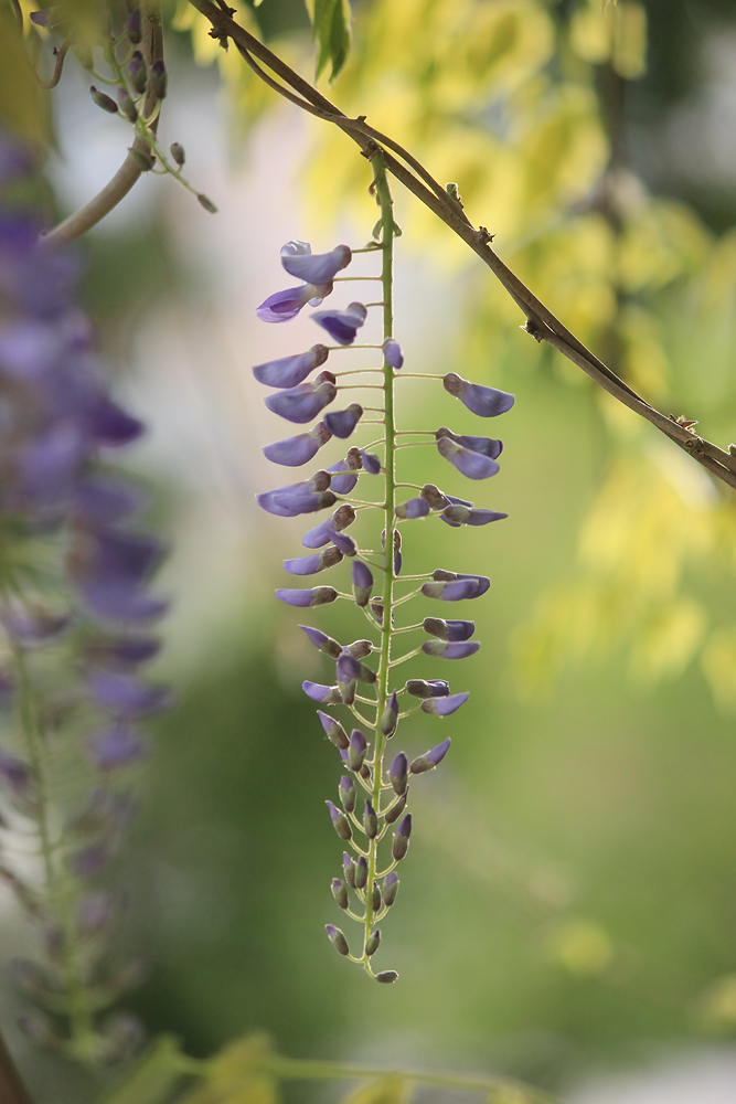 Изображение особи Wisteria sinensis.