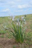 Iris songarica