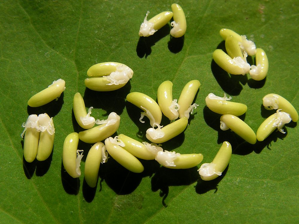 Image of Plagiorhegma dubium specimen.