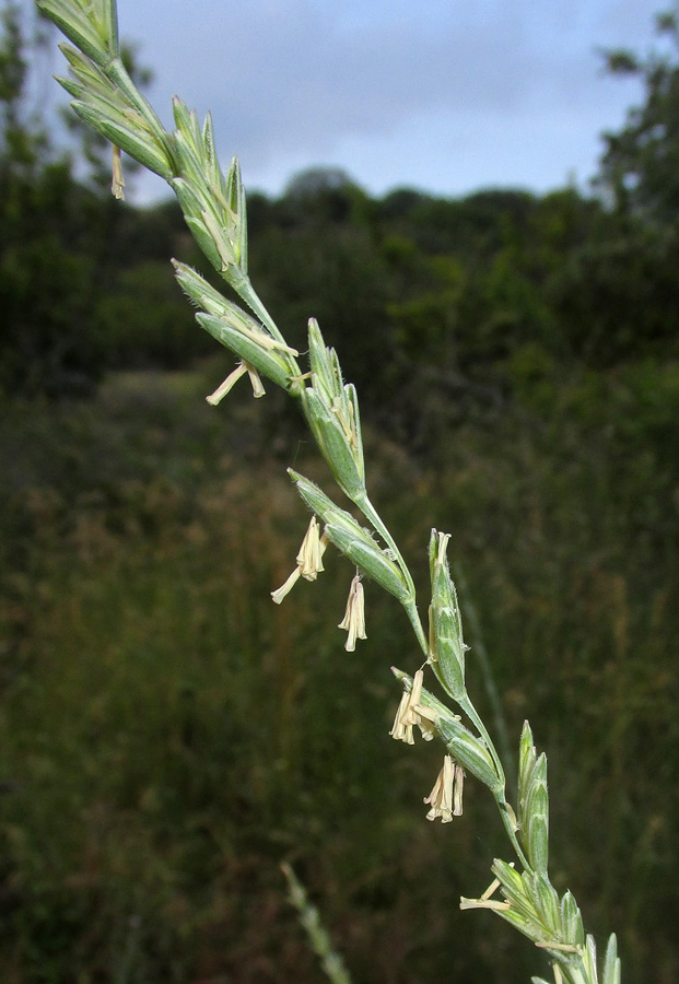 Изображение особи Elytrigia trichophora.