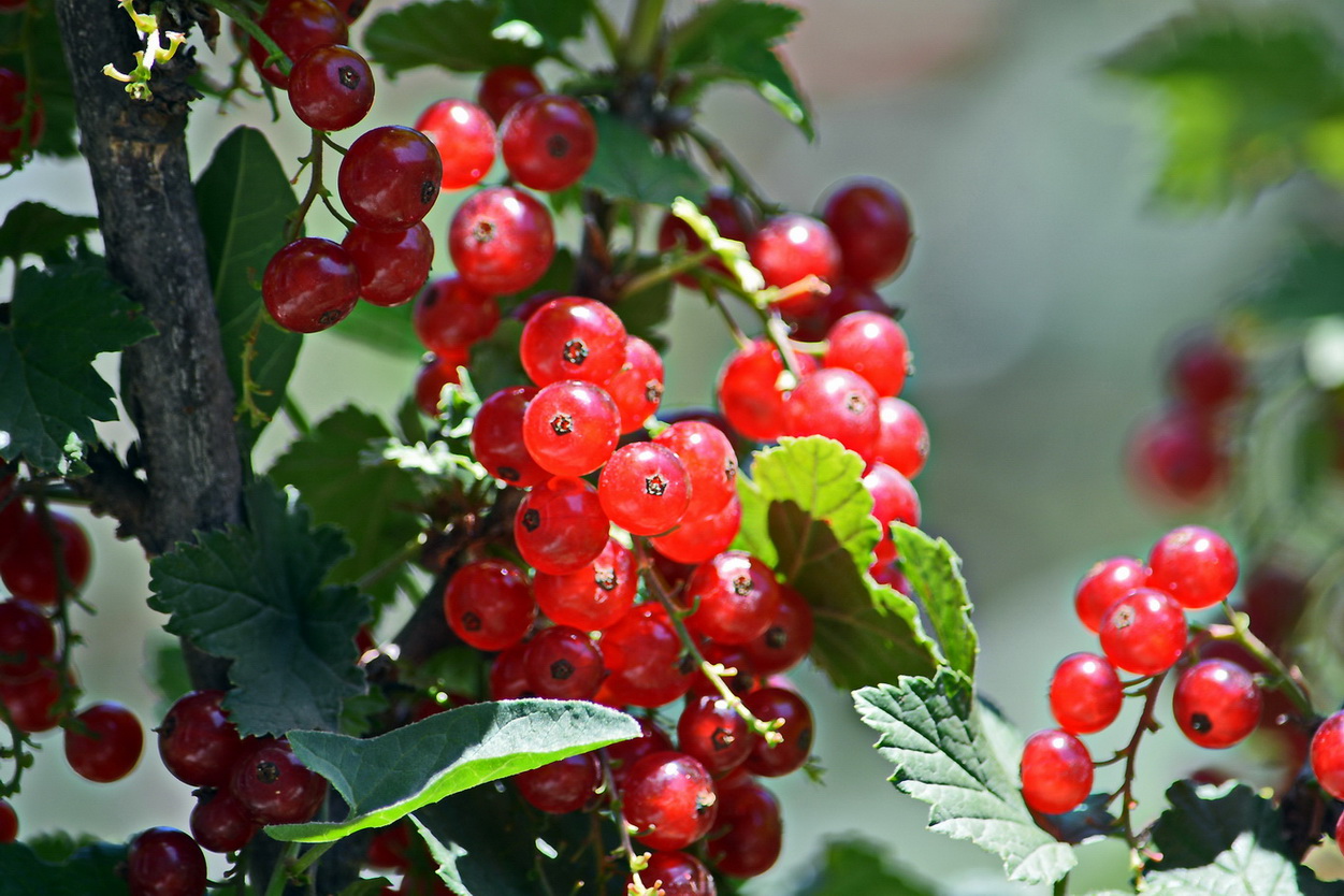 Изображение особи Ribes rubrum.