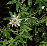 Passiflora caerulea