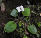 род Viola. Цветущее растение. Китай, провинция Хунань, городской округ Чжанцзяцзе, национальный парк Чжанцзяцзе, долина ручья Золотой Кнут. 31.03.2015.