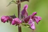 Stachys sylvatica. Цветки. Карачаево-Черкесия, Зеленчукский р-н, окр. пос. Архыз, хребет Абишира-Ахуба, ≈ 2000 м н.у.м., каменистая обочина дороги. 29.07.2018.