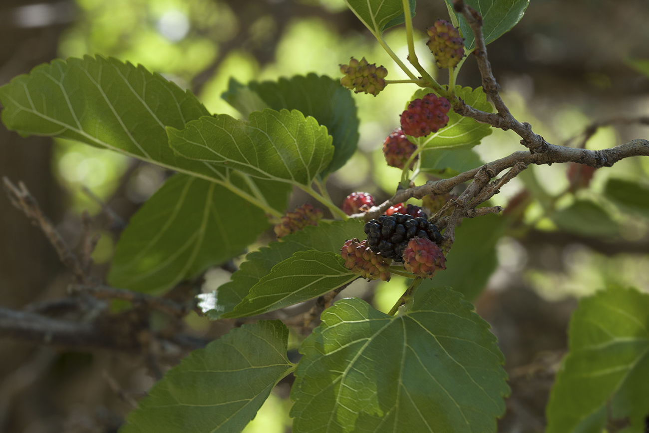 Изображение особи Morus alba.