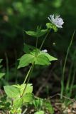 Asperula caucasica. Верхушка цветущего растения. Краснодарский край, Туапсинский р-н, Шаумянский перевал, широколиственный лес. 29.04.2013.